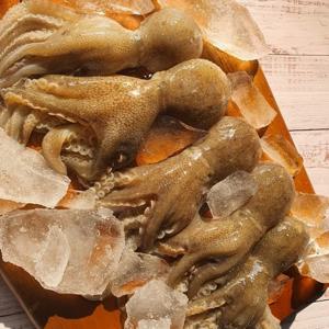 [푸디앤]  생물 특대 주꾸미 1kg(7~15미)