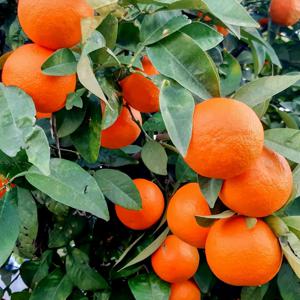 고당도 블랙라벨 네이블 오렌지 3과 5과 10과