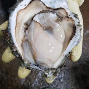 통영 바위굴 3kg 당일 생물