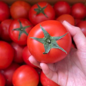 국내산 완숙 토마토 못난이 쥬스용 토마토 3kg
