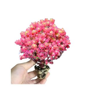 리토프스 뿌리 발아 무지개 다육식물 장미 꽃 씨앗 고정 클램프 300개