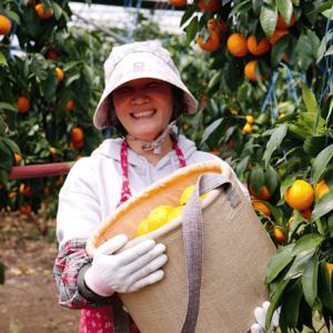 달콤한 제주 귤 카라향 프리미엄 감귤 2kg 3kg 5kg