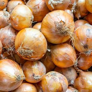 창녕양파 (소) 장아찌용 5kg 육질단단 아삭! 저장성 높은 양파