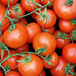 ★신규 스토어 최저가★ 충남 부여 완숙 토망고 망고같은 토마토 스테비아 저칼로리 2kg