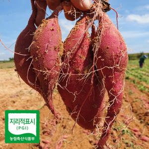 해남 햇 밤고구마 베니하루카고구마 꿀고구마 (5kg 한입)  / 대왕 중상 특상 옵션도 구매 가능