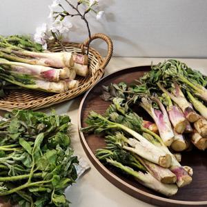 땅두릅 두릅 산나물 봄나물 두룹 남해땅두릅 (튀김용 1kg)/ 특별 할인 (물량 소진 시 조기 종료 될 수 있음)