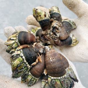 거북손 500g / 배말 가격 플렉스합니다 자연산 거북손 배말 삿갓조개 500g