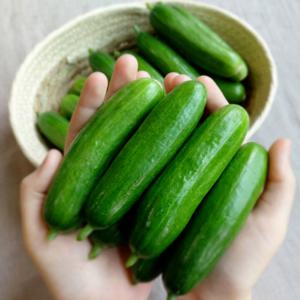 미니오이 스낵오이 2kg