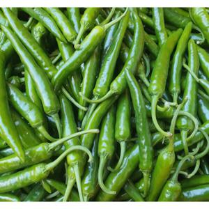 (신선집중) 국내산 청양고추 상급 1kg