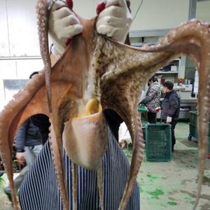 남해 자연산 활 돌문어 3kg 1마리 제수용 문어