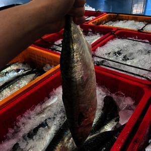 국산 다대포 특대왕 자반고등어 40cm 간고등어 10마리 5손