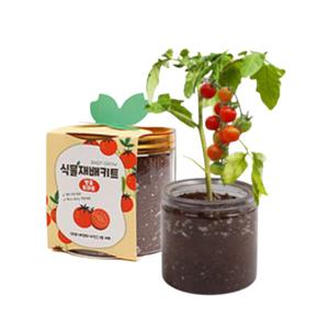 심플한 식물 키우기 세트 씨앗 재배 키트 화분 배양토 방울 토마토 딸기 해바라기 2개 이상 구매시 할인