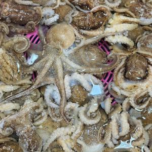 생물 쭈꾸미 1kg (7-15미내외)