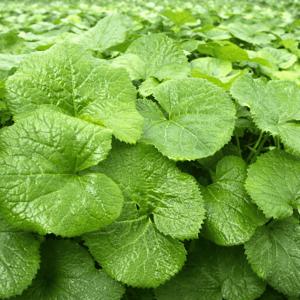 봄나물 곰취 생곰취 곰취나물 산지직송 한정수량 출고