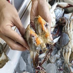 제철 꽃게 생물 활 알배기 봄 암꽃게 1kg