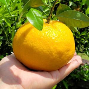 산지직송 제주 하귤 제주자몽하귤 상큼한 향기 하귤청 2kg 3kg /25일까지 특별할인 +무료배송