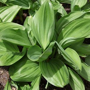 명이나물  명이나물(잎명이) 2kg / 예약판매 4월 15일 순차발송