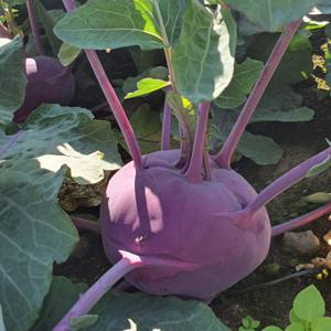 산지직송 제주 콜라비 10kg 소