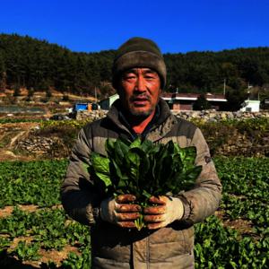 시금치 제철 남해 해풍 보물초 사포닌 듬뿍 1kg 2kg