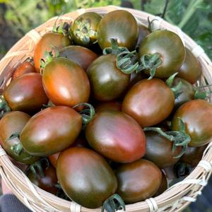 당일수확 흑 대추 방울토마토 1kg