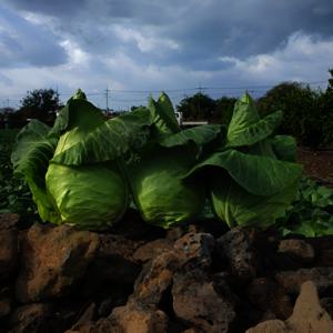 꼬깔양배추 고깔양배추 제주 4.5kg 4-7과 내외 산지직송 거품빠진 가격