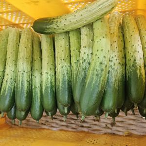 오이 백다다기 상품중품못난이혼합 3kg 12~15개 우주최저가