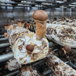 국내산 참송이버섯 500g 가성비 송이 버섯 참송이