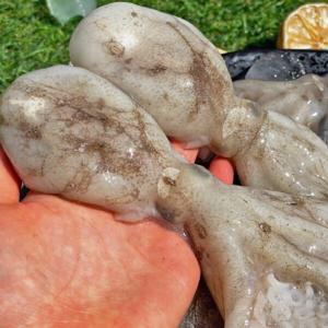 봄 제철 알배기 활 알주꾸미 1kg 생물 쭈꾸미