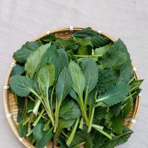 울릉도나물 부지갱이 부지깽이나물 쑥부쟁이 생나물 1kg