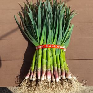 (신선집중) 탑고지 강승희 햇 뒤안마늘 농장 풋마늘 1단 2kg내외 산지직송