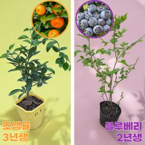 (과실수 무료배송) 왕블루베리 묘목 2년생 1+1 / 귤나무 3년생 조생귤 과실수