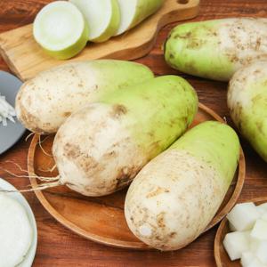 제주 무 무우 월동무 겨울무 세척무 5kg(2-8수)