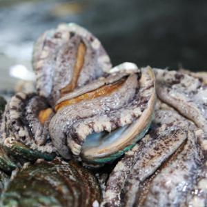 (신선집중) 바다마을 완도 참전복 대왕특대 6-7미 1kg