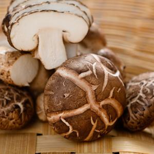 (신선집중) 15%+5%/ 씹는 맛이 일품 성화농장 생표고버섯 2kg (상사이즈)