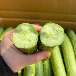 백오기 백다다기오이 다다기오이 / 10kg