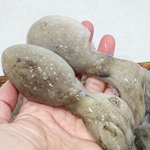 대왕 선동 활 쭈꾸미 1kg 조업즉시 살아있는 상태로 급냉한 금테문어급 대왕 주꾸미 (7~10미 내외)