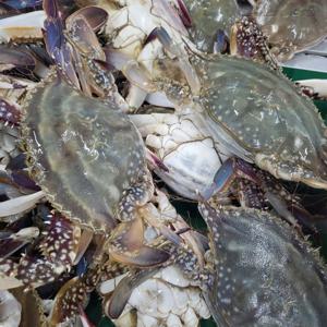 태안 제철 활꽃게 프리미엄 꽃게 1kg(3-5미) 암꽃게