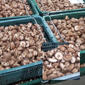 업소용 실속 못난이 표고버섯 표고 육수용 반찬용 대용량 5kg