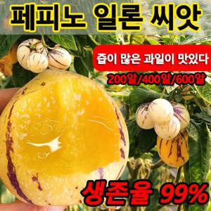 1+1/2+2/3+3크림향 페피노 멜론 씨앗 즙이 많은 인삼과 노란 과육 분재