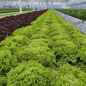 친환경 수경재배 유럽 샐러드 채소 야채 유러피안 버터헤드 로메인 상추 쌈채소 3종 랜덤 1kg