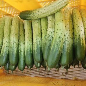 오이 백다다기 상품중품못난이혼합 3kg 12~15개 우주최저가