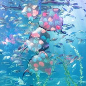 (3/1~4/30사용)|제주|아쿠아플라넷 이용권+심쿵혜택(관광지 택1)아쿠아리움/실내관광지