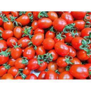 산지직송 대추방울토마토2kg (소과대과) 대추방울토마토 2박스 구매시 1kg추가 (5kg발송)