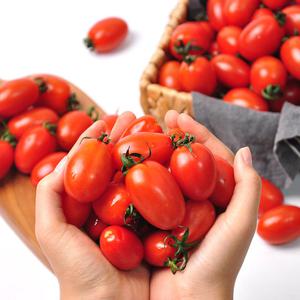 스테비아 대추방울토마토 1kg (500g x 2팩)