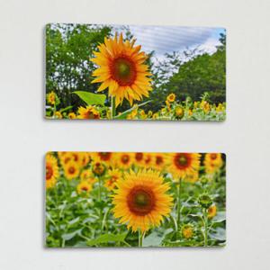 아트박스/꾸밈 ig840-폼아크릴액자38CmX18Cm_해바라기풍성한꽃밭