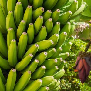 [엠픽] 고산지 바나나 프리미엄 스위티오 돌 바나나 8kg내외(8송이)