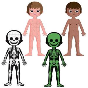 과학교구 자노드 과학교구 에듀 4in1 퍼즐 인체 탐구 (J02681)