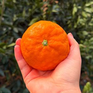 [자연의정] 제주 카라향 감귤 고당도 특상품 대과 10kg