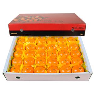 제주 천혜향(중) 5kg(28~30과)