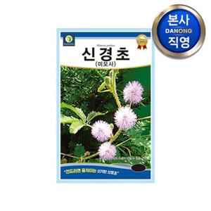 신경초 씨앗 1kg . 움직이는 작물 식물 미모사 잠풀 함수초 꽃씨 종자.